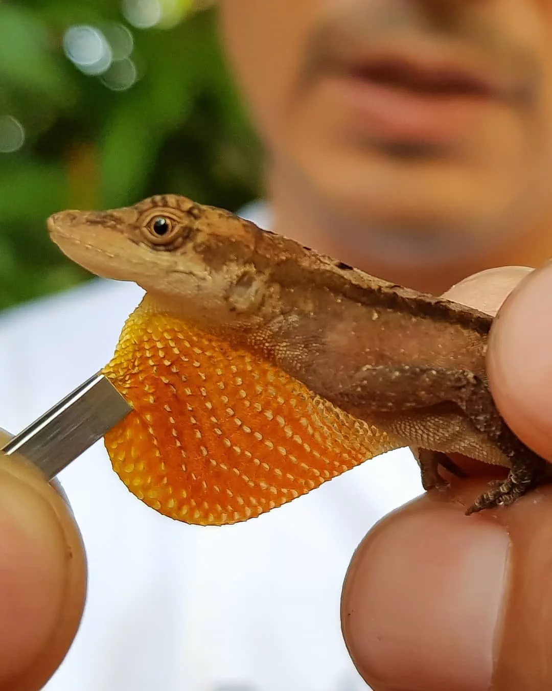 Anolis terrestre