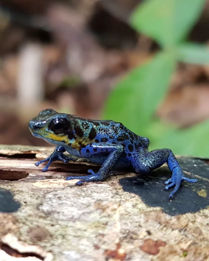 Rana venenosa de Bocas