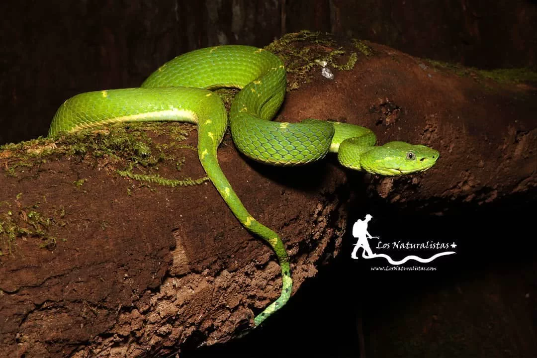 Víbora de pestañas centroamericana