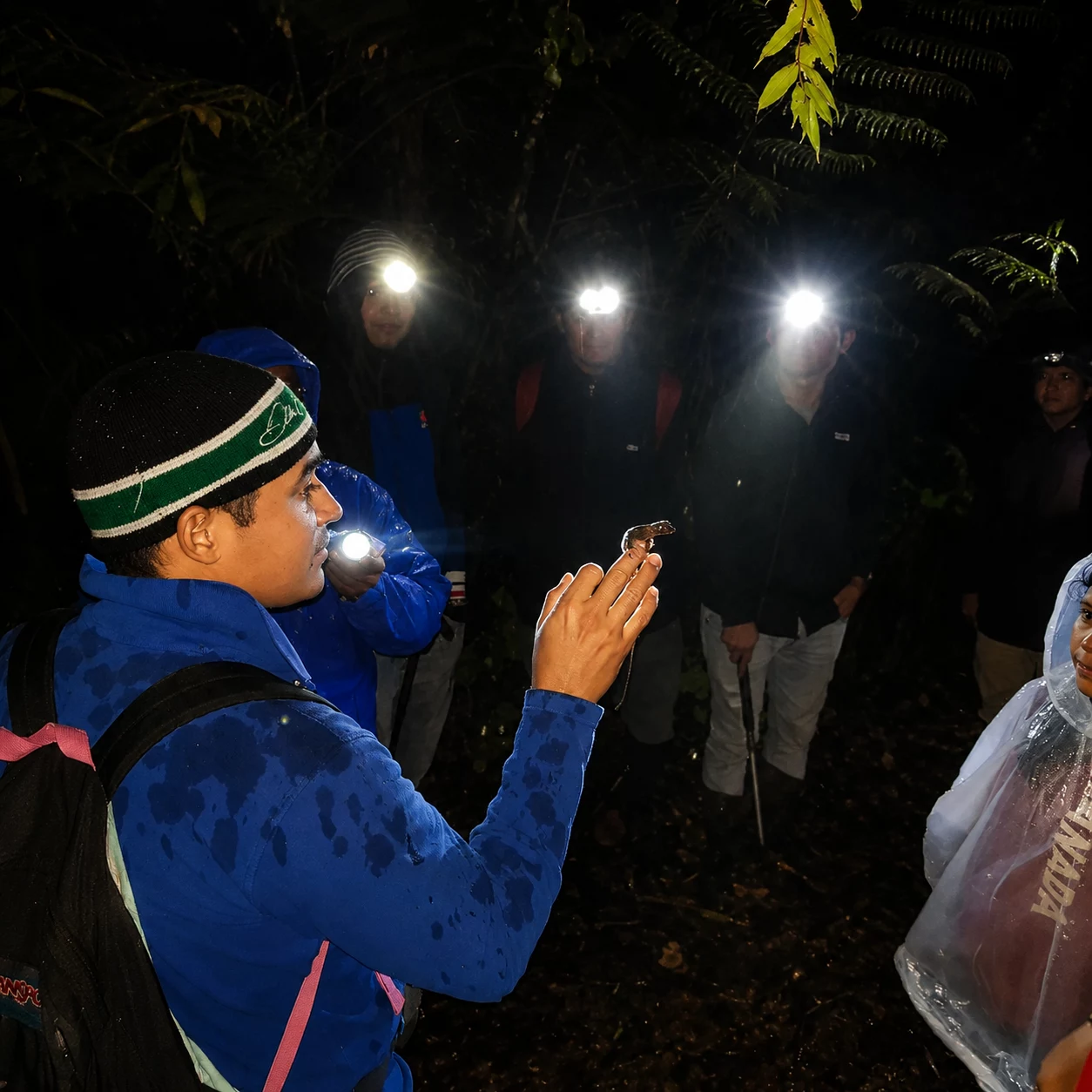 Herping nocturno: equipo con linternas frontales en el bosque